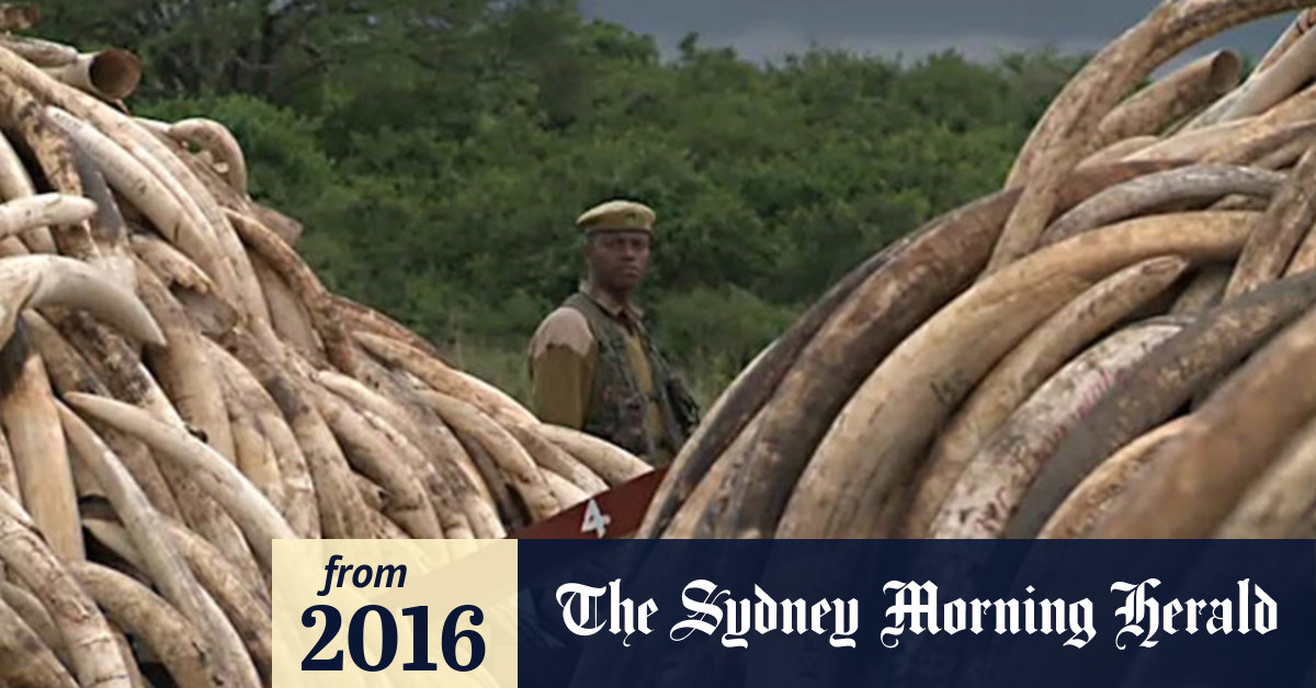 Video Australians still buying ivory products report